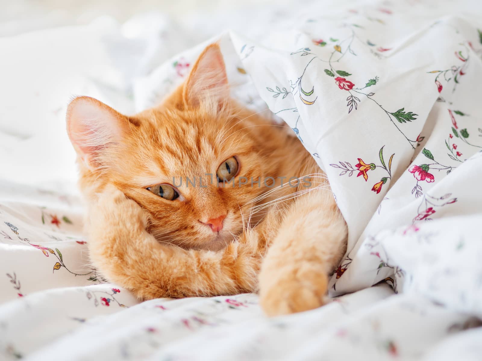 Cute ginger cat lying in bed under the blanket. Fluffy pet look funny. Cozy home background, morning bedtime.