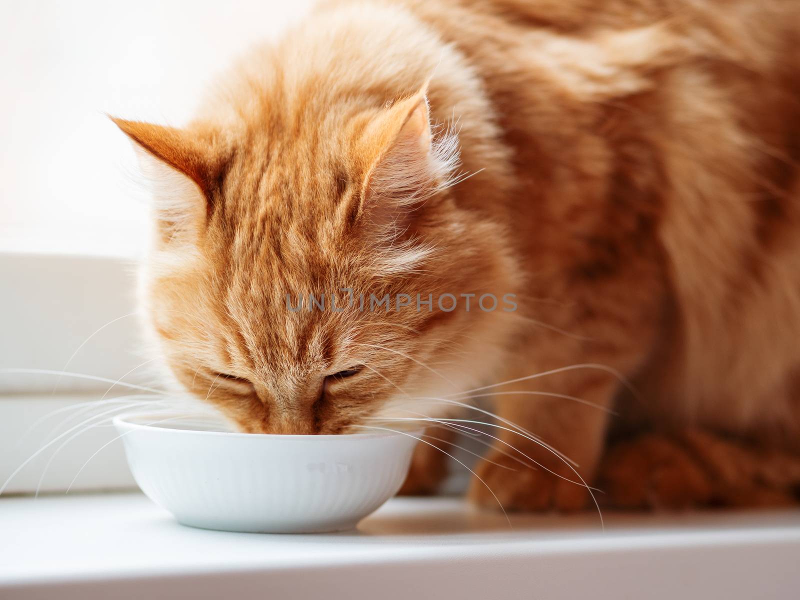 Close up photo of cute ginger cat drinking milk from white bowl. Fluffy thirsty pet on window sill.