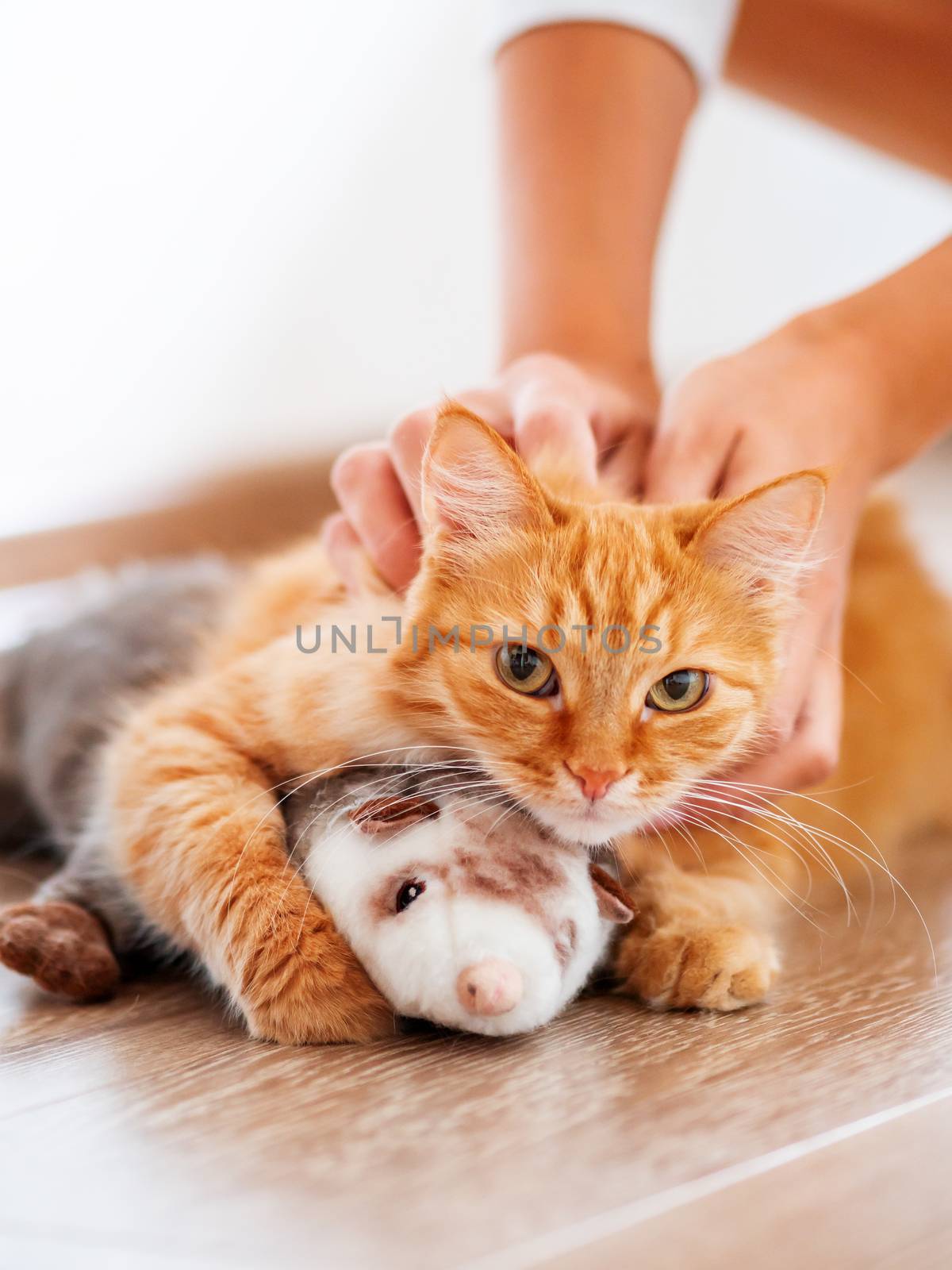 Women strokes cute ginger cat lying on floor with favorite toy - plush ferret. Fluffy pet on cozy home background.