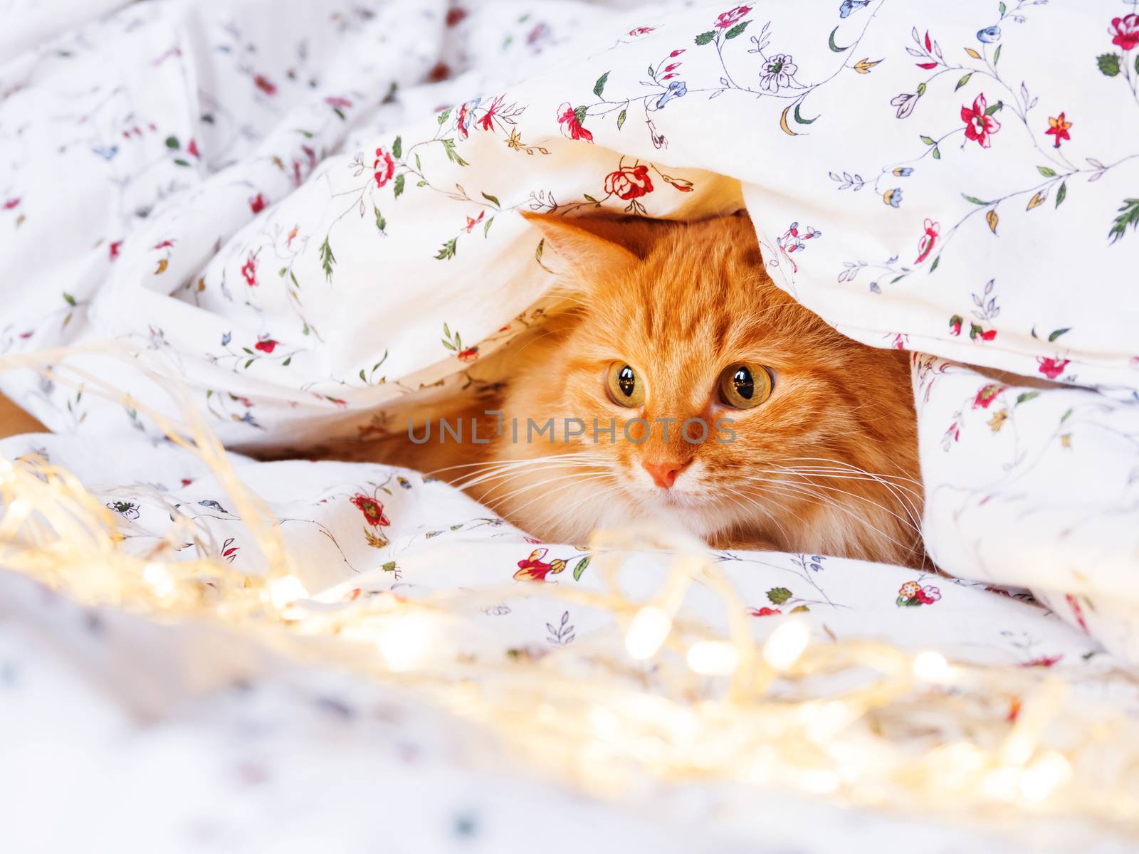 Cute ginger cat sitting in bed with shining light bulbs. Fluffy pet looks curiously. Cozy home holiday background.