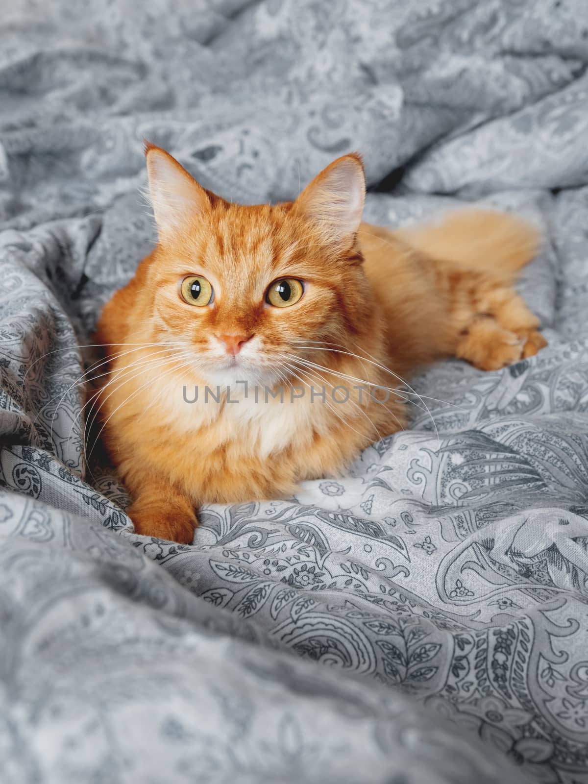 Cute ginger cat lying in bed. Fluffy pet comfortably settled to sleep or to play. Cozy home background, morning bedtime.