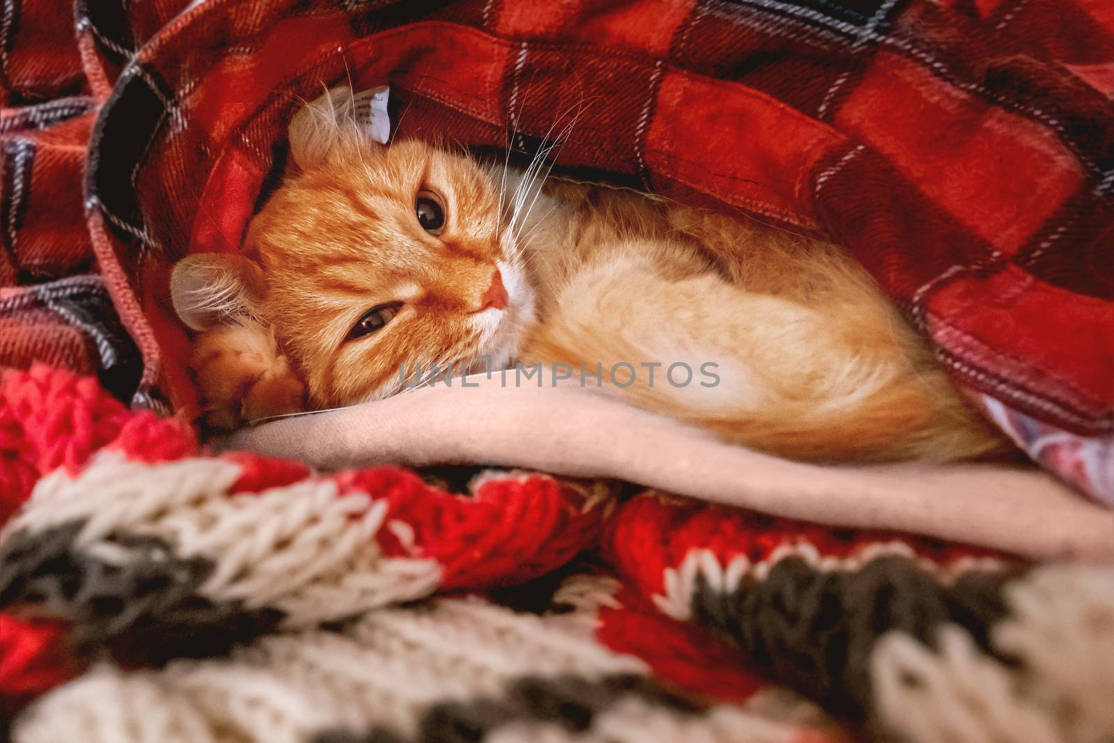 Cute ginger cat sleeps on a pile of warm clothes. Red tartan shirt and scarf are folded in disorder. Fluffy pet is dozing. Cozy home background.