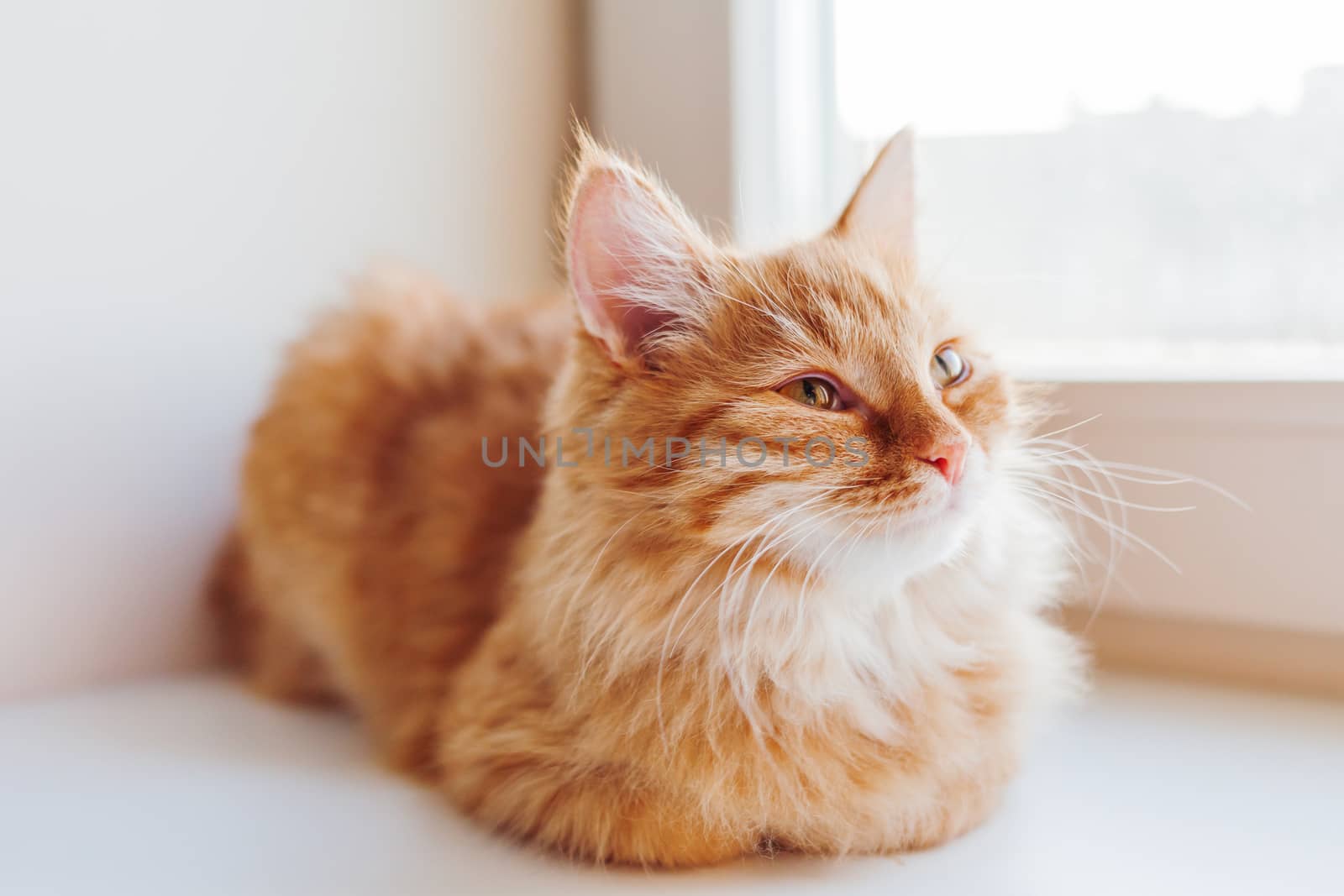 Cute ginger cat sitting on window sill. Cozy home background with domestic fluffy pet.