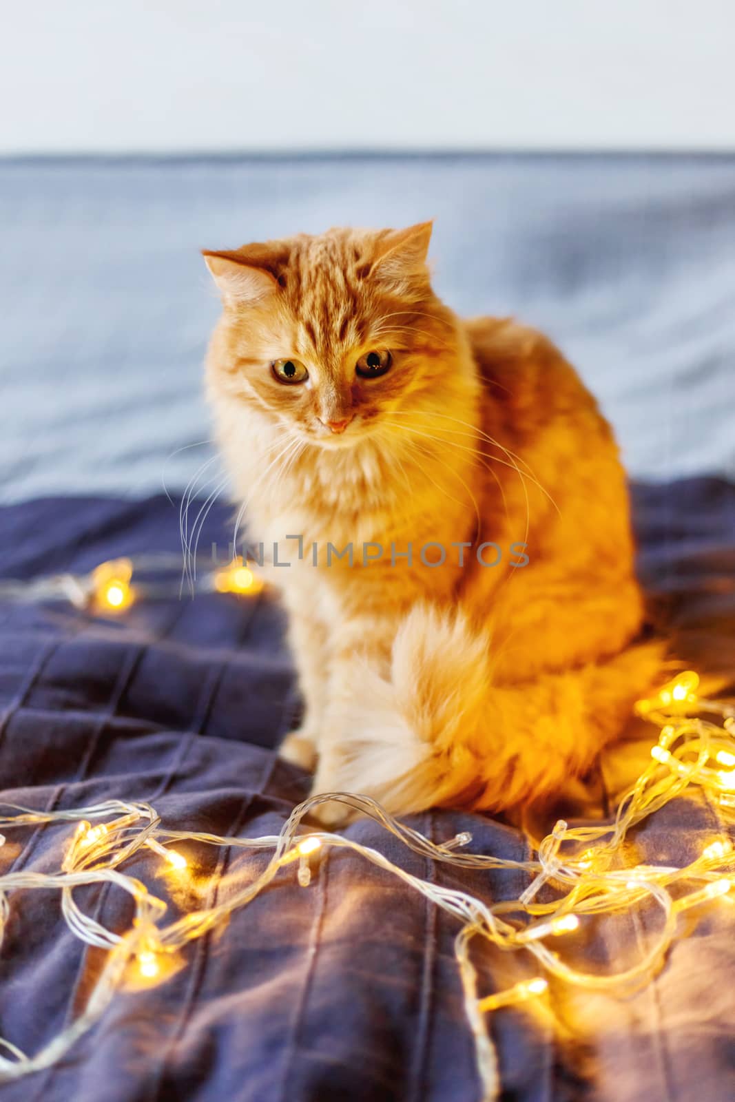 Cute ginger cat sitting on bed with shining light bulbs. Fluffy pet looks curiously. Cozy home holiday background.