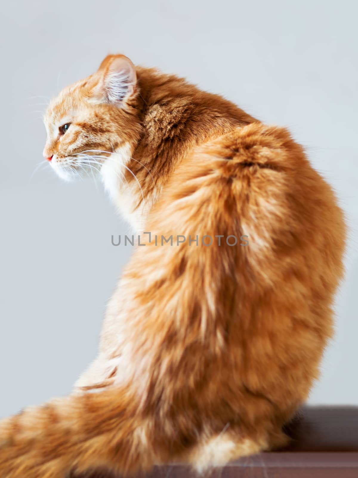 Cute ginger cat is sitting in a half-turn to camera. Fluffy serious pet on grey background. Portrait of domestic animal.