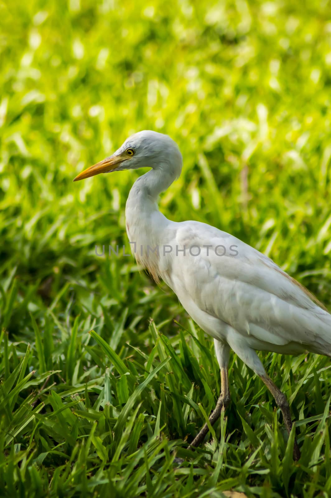 white egret along a forest near Banjul  by Philou1000