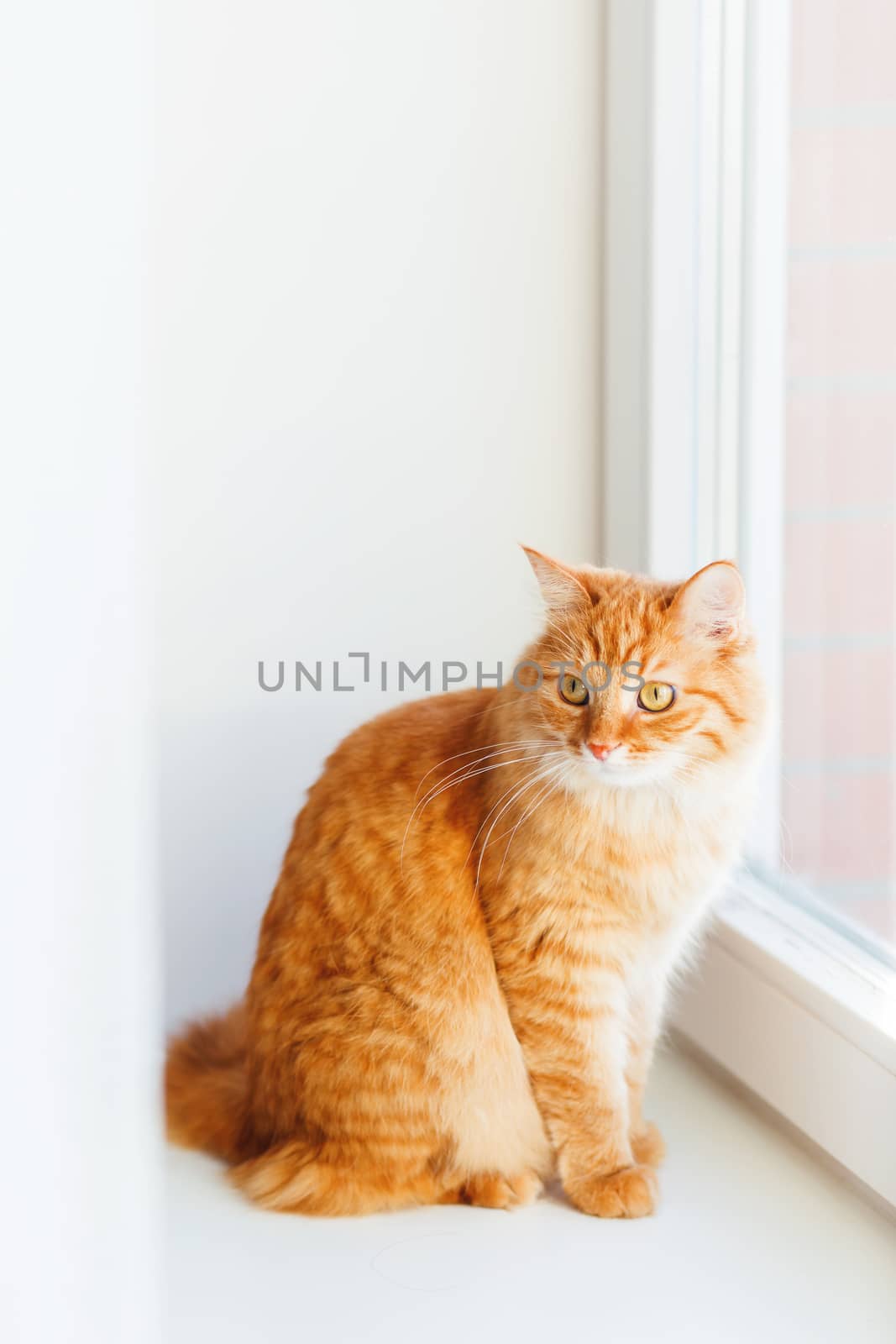 Cute ginger cat siting on window sill and waiting for something. Fluffy pet looks curious.