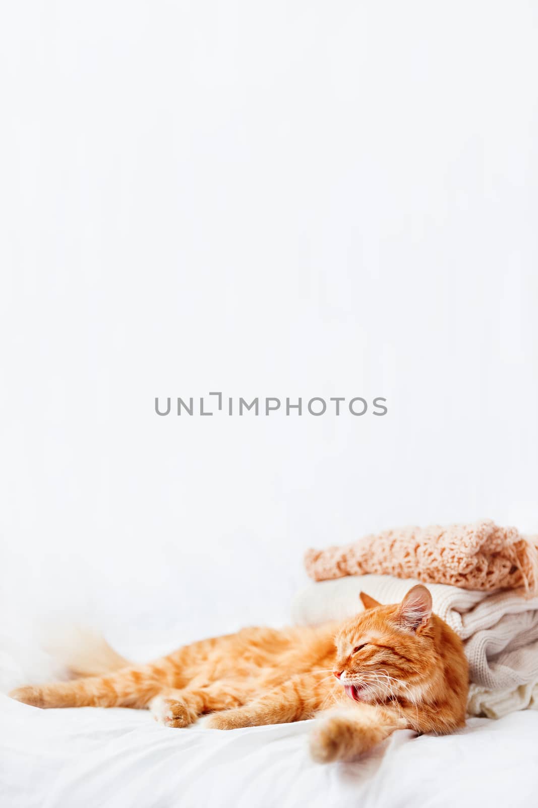 Cute ginger cat lies near a pile of beige woolen clothes on a white background. Fluffy pet licking itself near warm knitted sweaters and scarfs which are folded in one heap. Cozy home background.