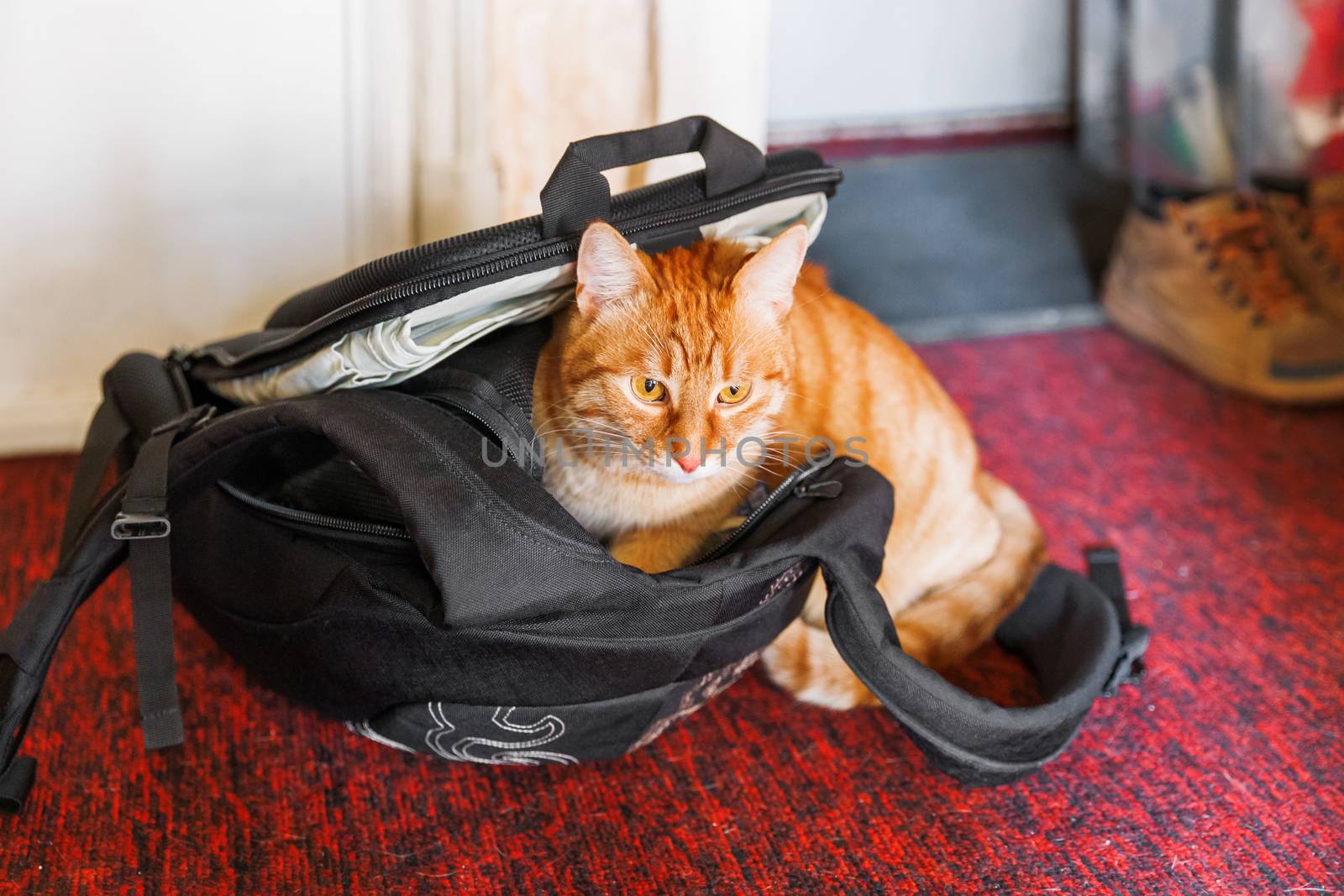 Cute ginger cat sitting in black backpack. Domestic fluffy pet loves to settle in bags.