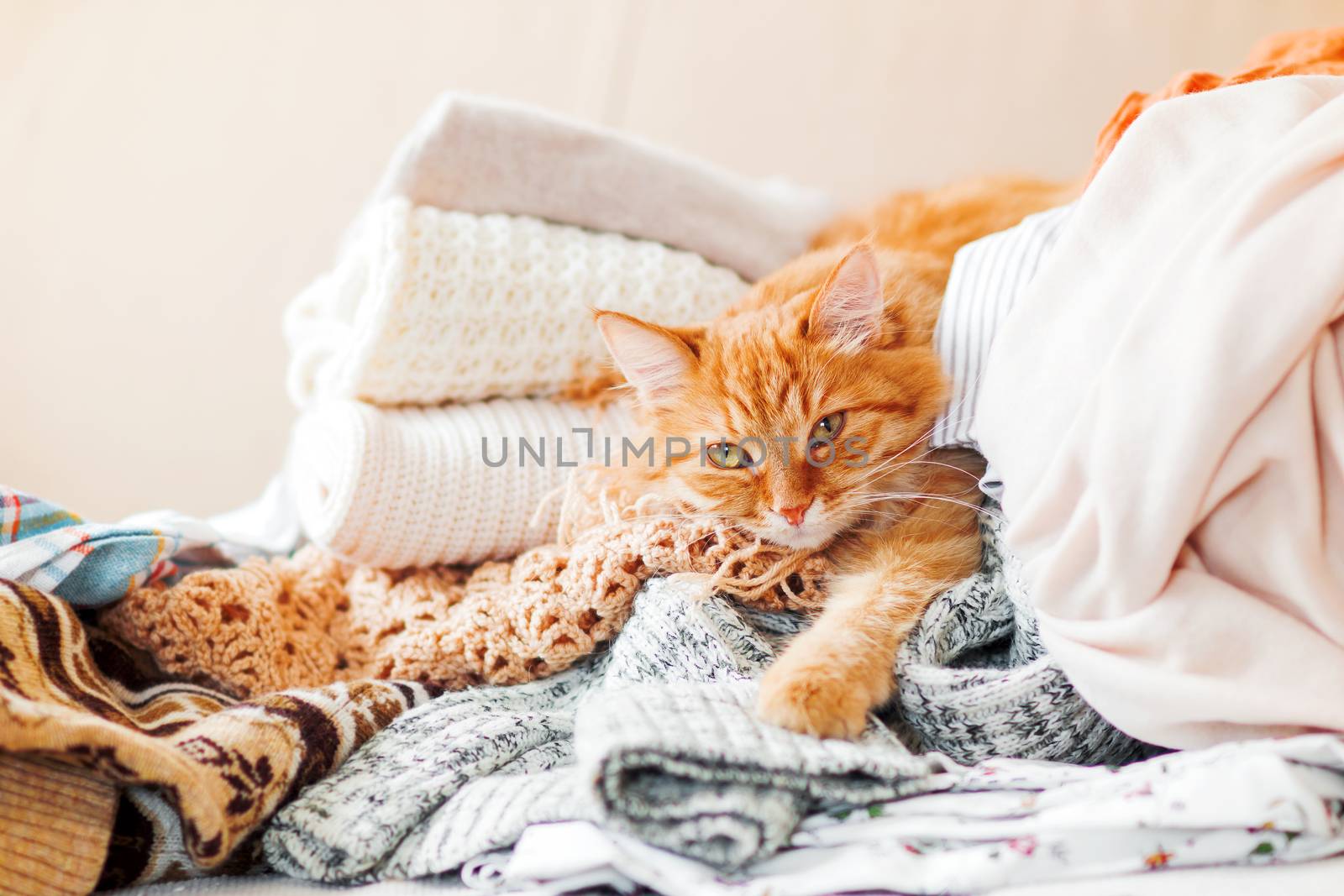 Cute ginger cat sleeps on a pile of knitted clothes. Warm knitted sweaters and scarfs are folded in heaps. Fluffy pet is dozing among cardigans. Cozy home background.