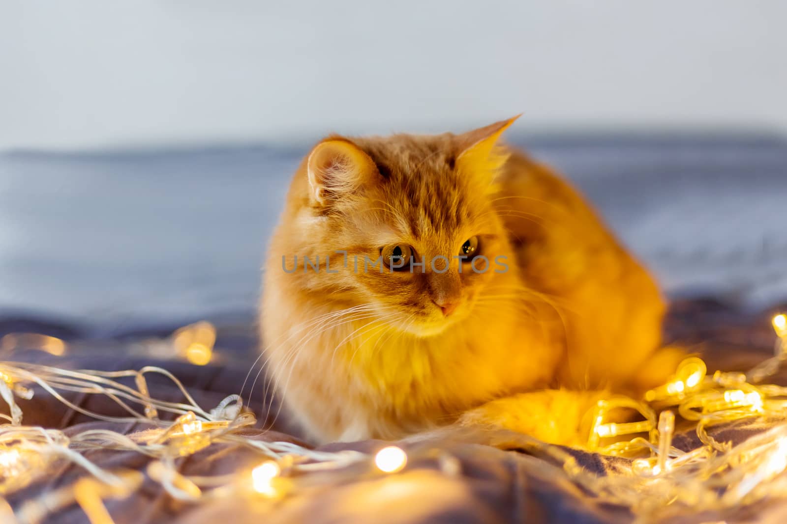 Cute ginger cat lying in bed with shining light bulbs. Fluffy pet looks curiously. Cozy home holiday background.