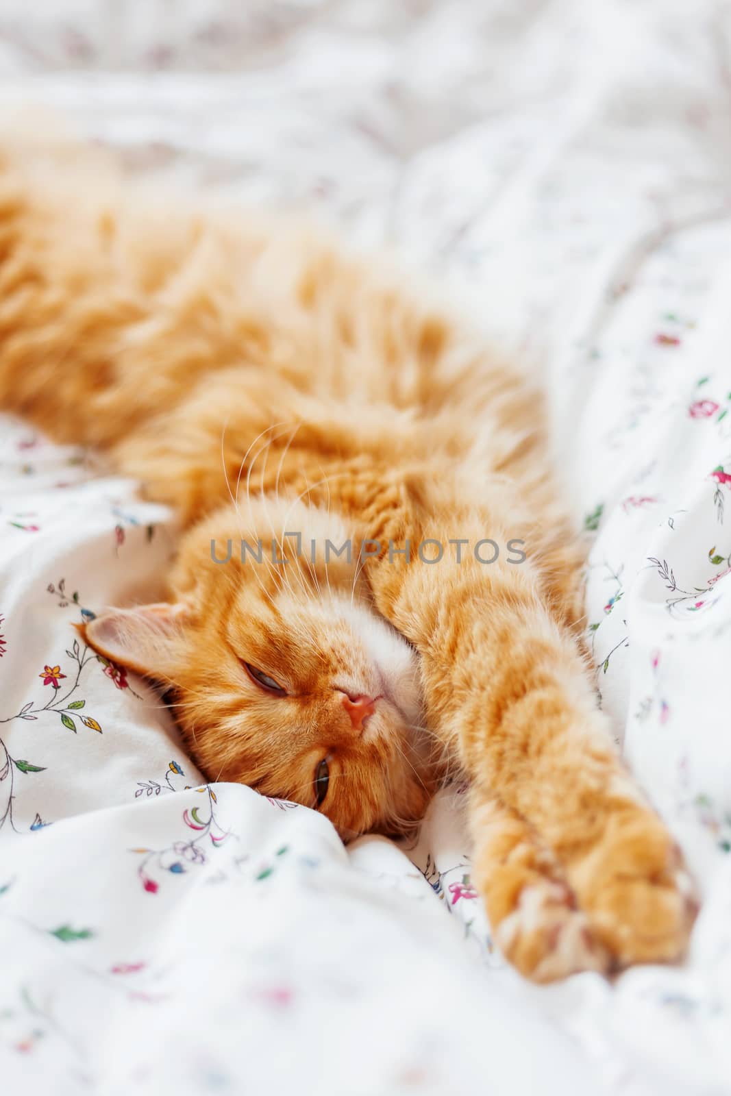 Cute ginger cat lying in bed. Fluffy pet looks sleepy. Cozy home background. Place for text.