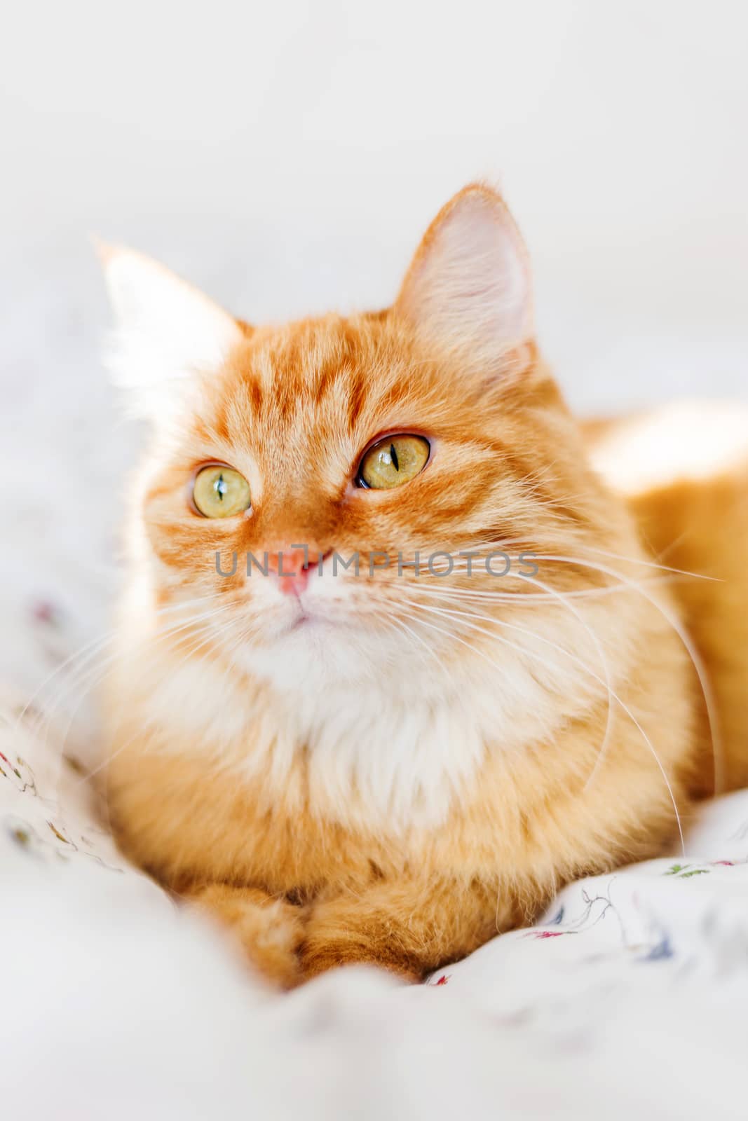 Cute ginger cat lying in bed. Fluffy pet looks curiously. Cozy home background.