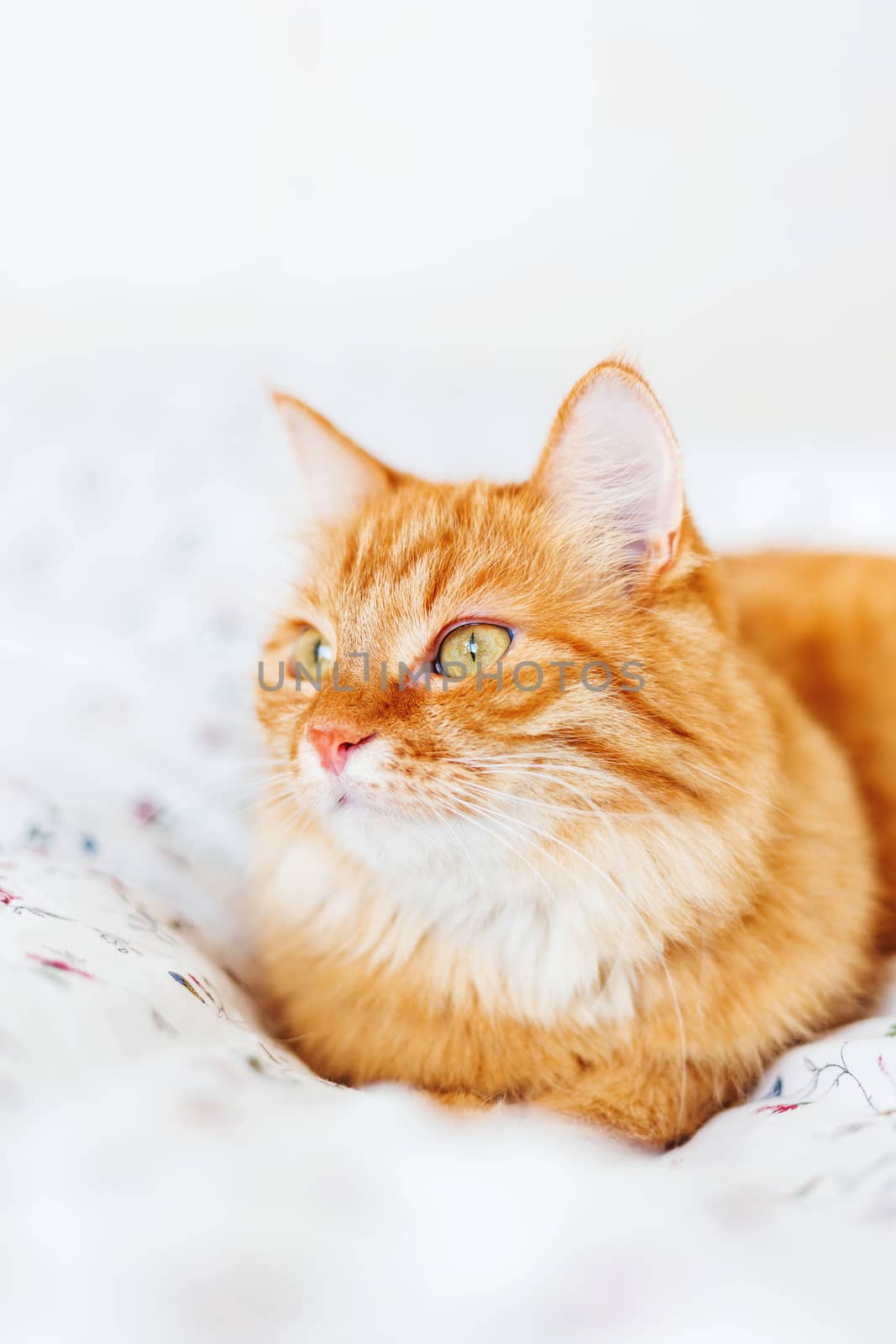 Cute ginger cat lying in bed. Fluffy pet looks curiously. Cozy home background.