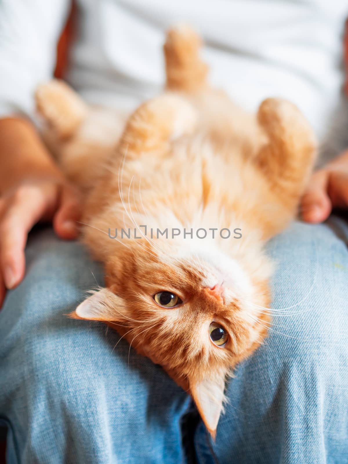 Cute ginger cat lying belly up on woman's knees. Fluffy pet looks with curiousity.