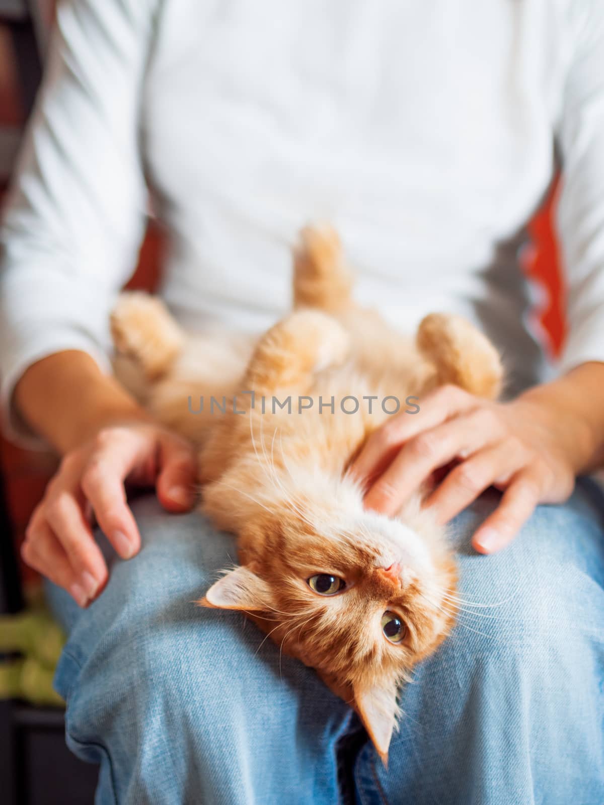 Cute ginger cat lying belly up on woman's knees. Fluffy pet looks with curiousity.