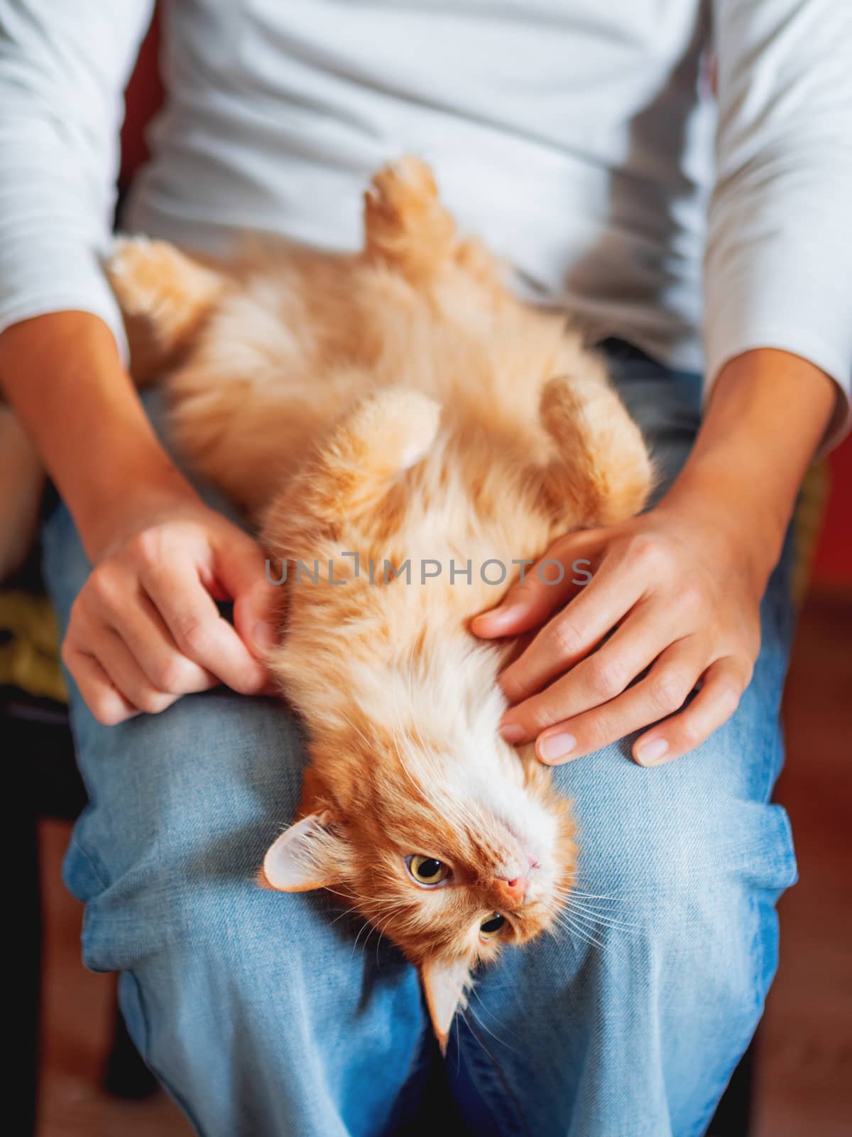 Cute ginger cat lying belly up on woman's knees. Fluffy pet looks with curiousity.