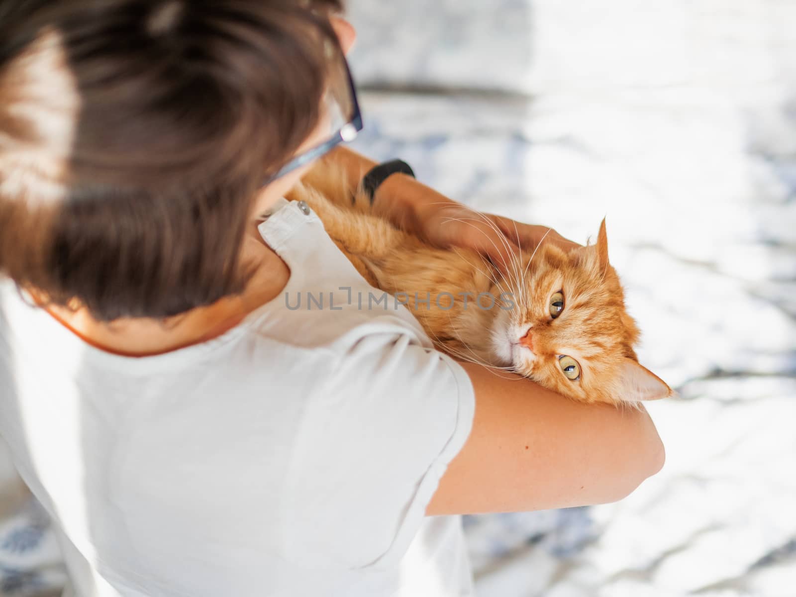 Cute ginger cat lies on woman's hands. The fluffy pet comfortably settled to sleep or to play. Cute cozy background. Morning bedtime at home.