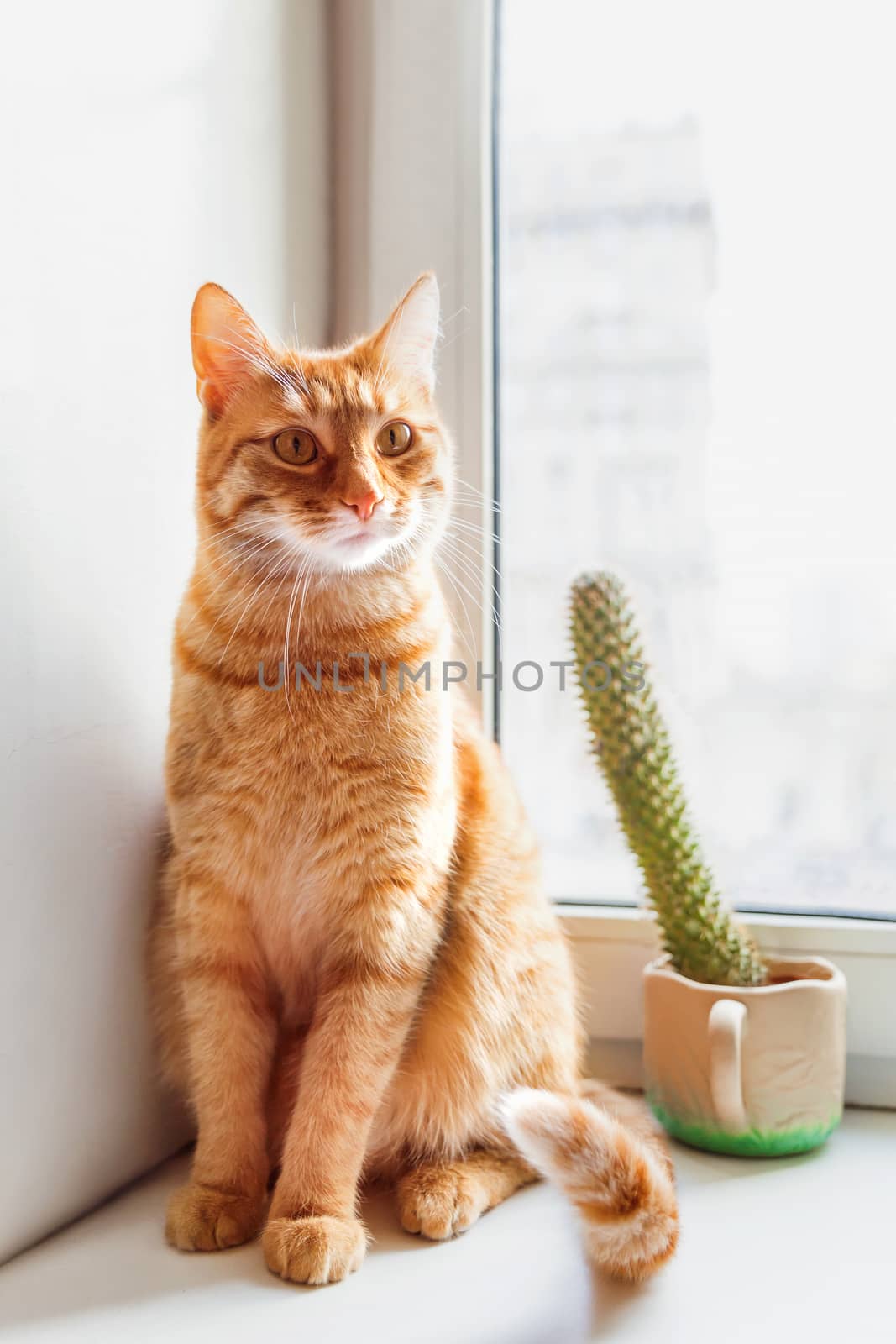 Cute ginger cat sitting on window sill near high prickly cactus. Cozy home background with domestic fluffy pet.