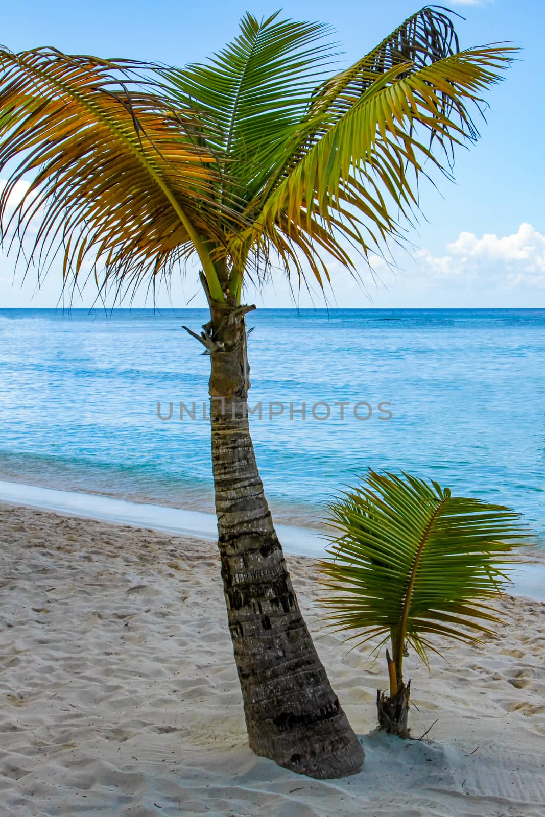 A beautiful view of two palm trees on a beach in Saona Island.