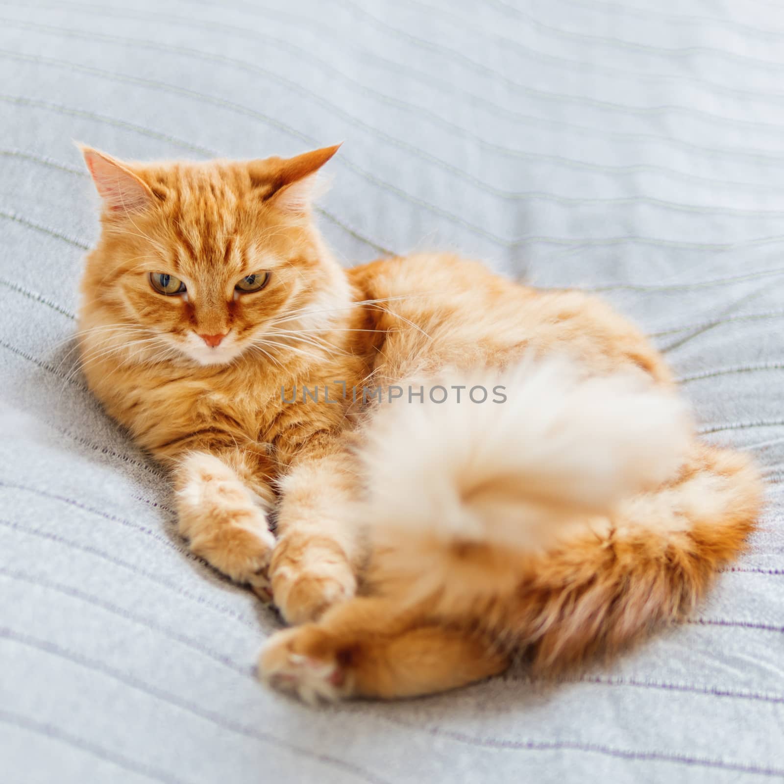 Cute ginger cat lying on bed. Fluffy pet is dozing. Cozy home background. by aksenovko