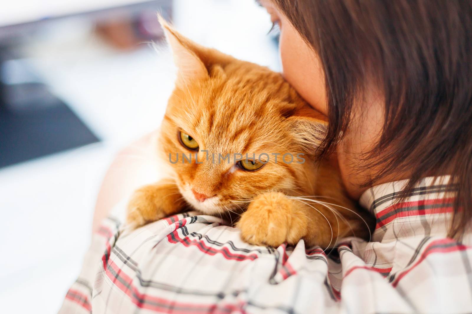 Man in shirt holding ginger cat. Funny pet looks angry.