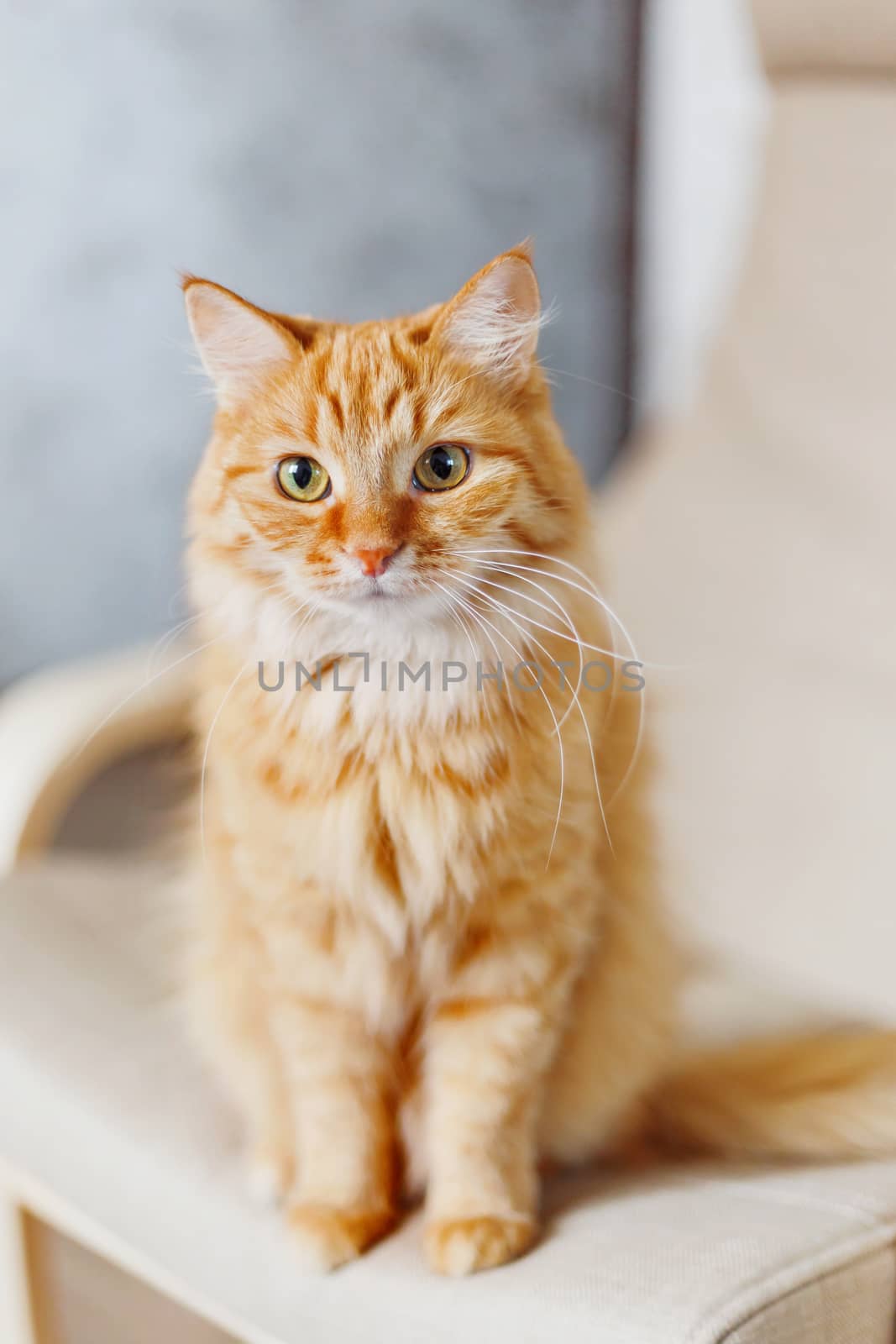 Cute ginger cat is sitting on chair. Fluffy pet looks curious. Cozy home background with funny pet.