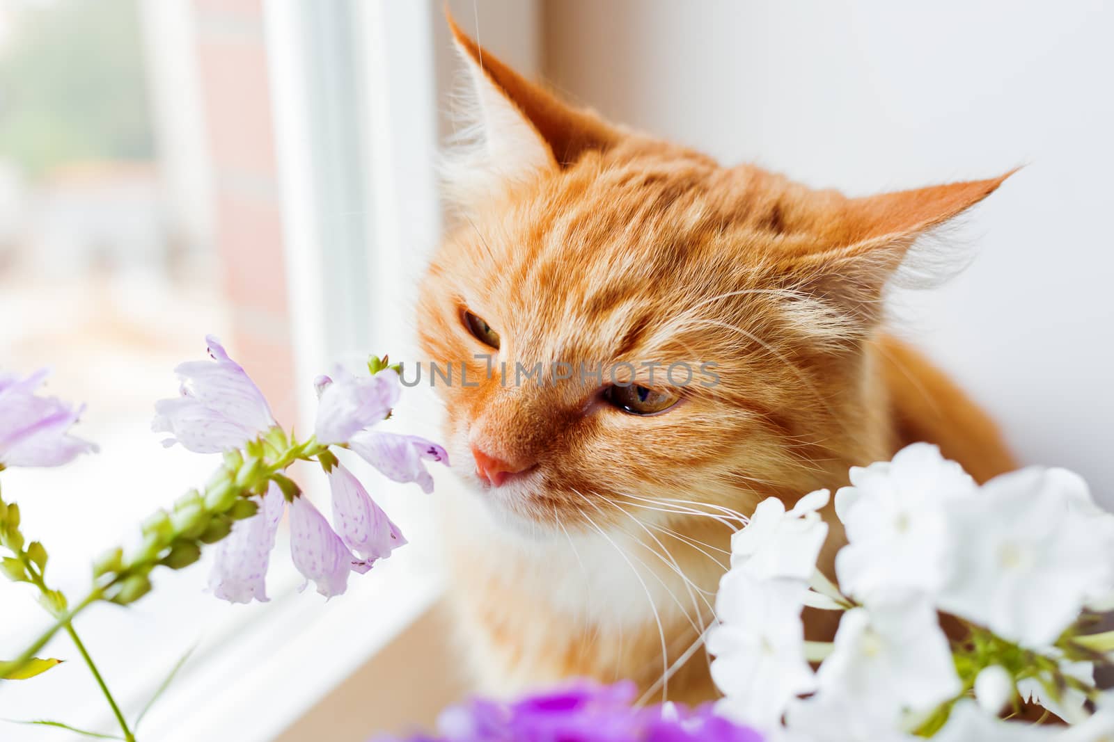 Ginger cat sniffs a bunch of flower. Cozy summer morning at home.