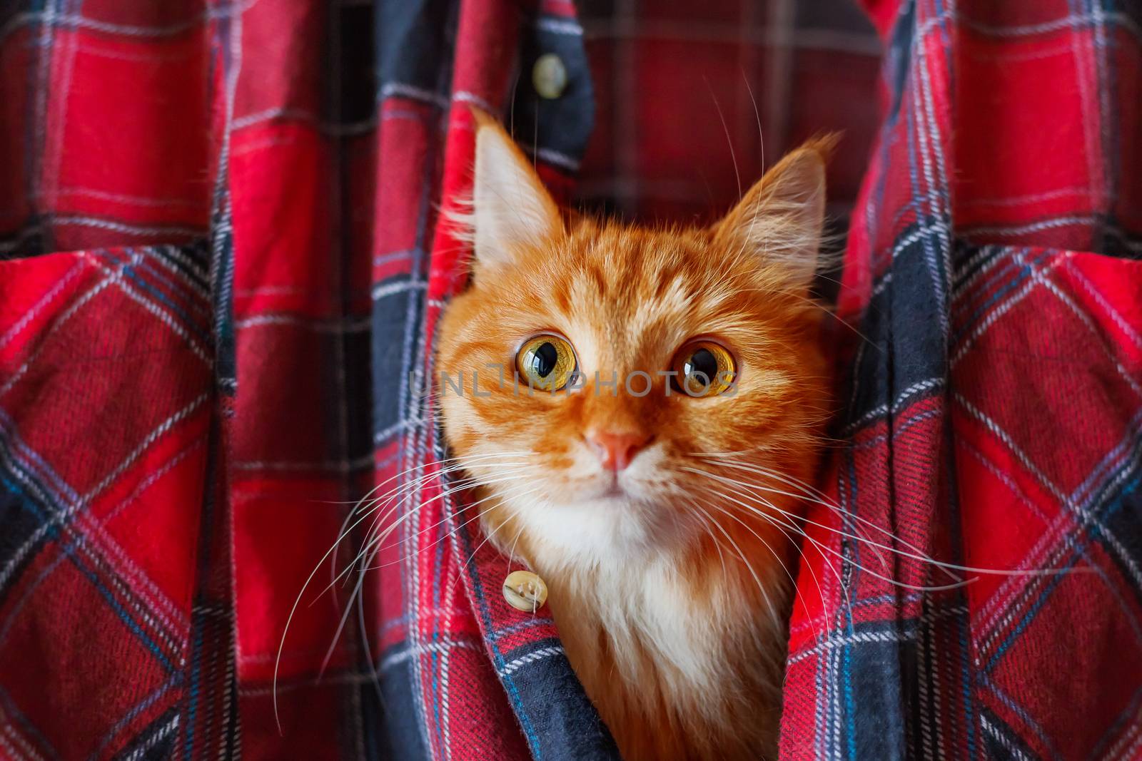 Ginger cat put it's head in a tartan shirt. Funny pet with curious emotion on face.