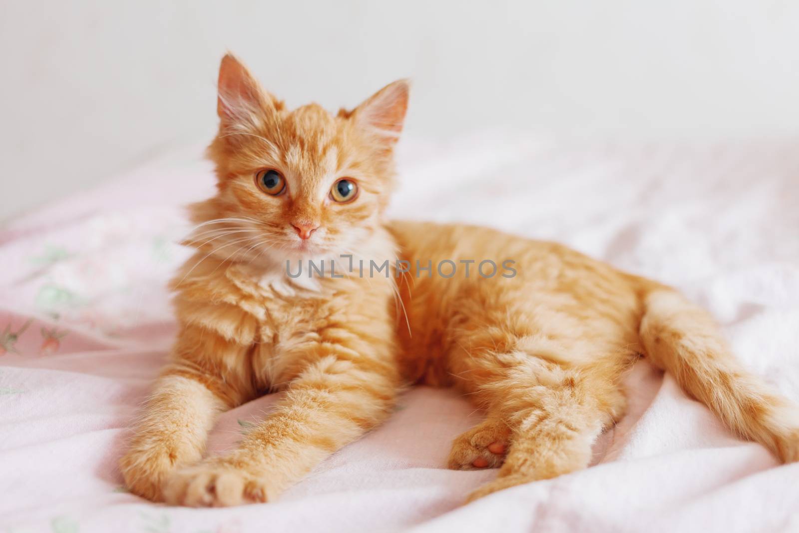 Cute ginger cat lying in bed. Fluffy pet is gazing curiously. Stray kitten sleep on bed first time in its life. Cozy home background, morning bedtime.
