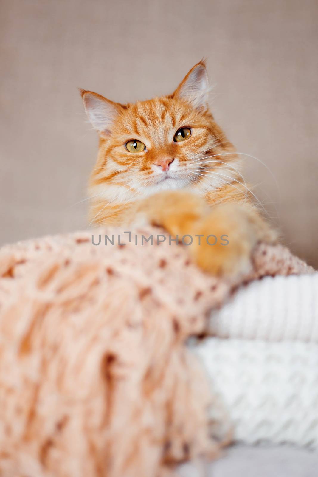 Cute ginger cat lies on pile of knitted woolen clothes. Warm knitted sweaters and scarfs are folded in heap. Cozy home background with fluffy pet.