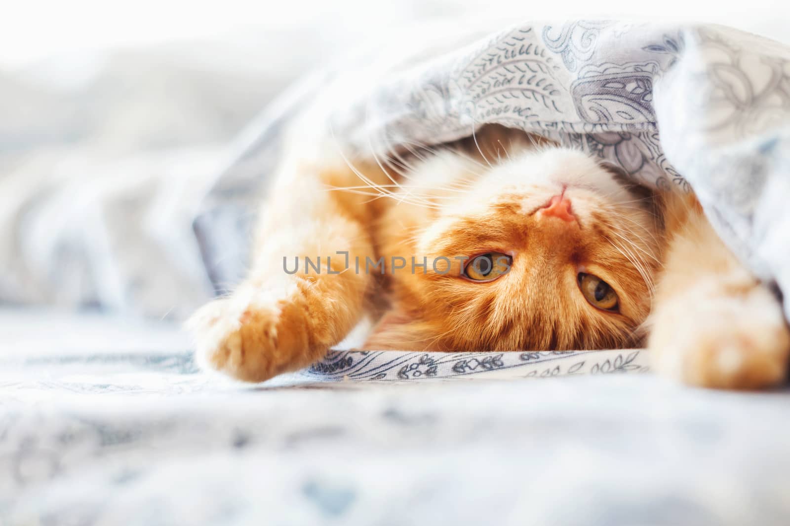Cute ginger cat lying in bed under a blanket. Fluffy pet comfortably settled to sleep. Cozy home background with funny pet.