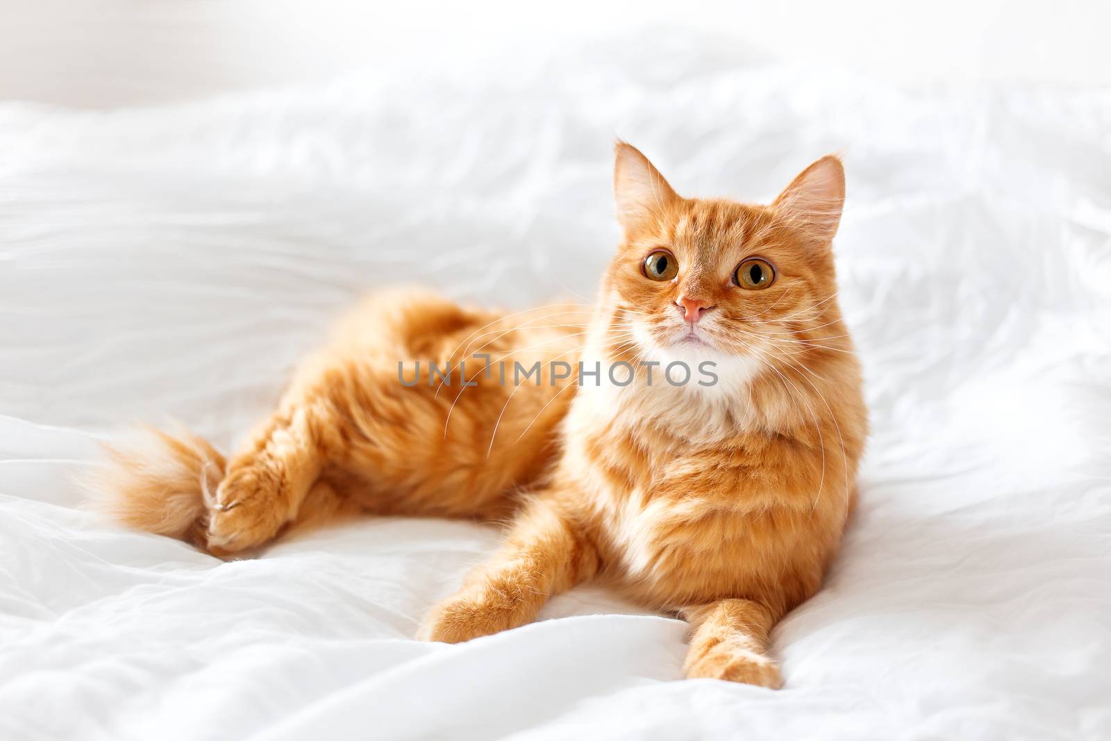 Ginger cat lies on bed. The fluffy pet comfortably settled to sleep or to play. Cute cozy background, morning bedtime at home.