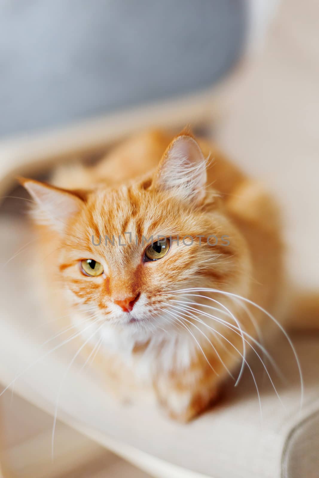Close up portrait of cute ginger cat. Fluffy pet looks tired. Cozy home background.