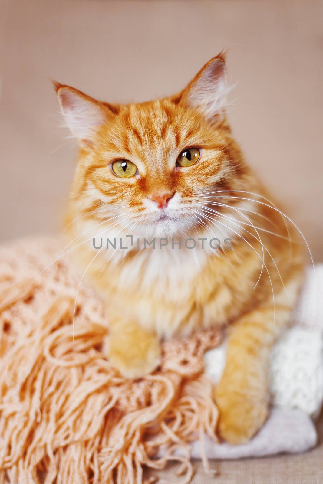 Cute ginger cat lies on pile of knitted woolen clothes. Warm knitted sweaters and scarfs are folded in heap. Cozy home background with fluffy pet.