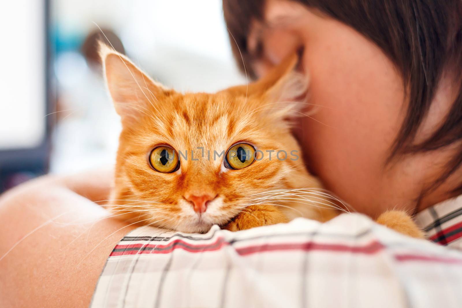 Man in shirt holding ginger cat. Funny pet looks curious.