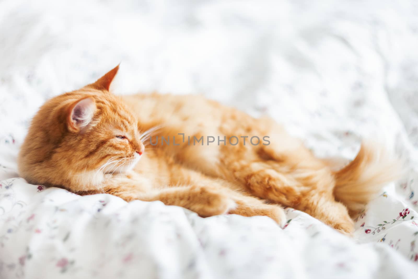 Cute ginger cat lying in bed on a blanket. Fluffy pet comfortably settled to sleep. Cozy home background with funny pet.