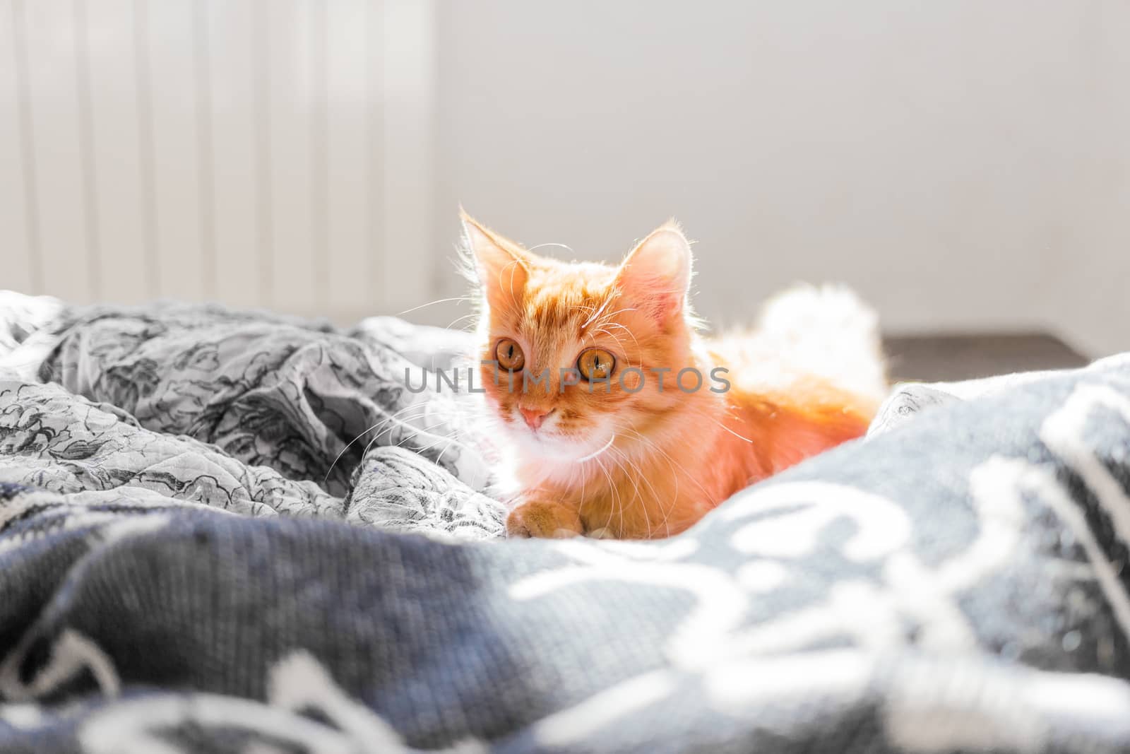 Cute ginger cat lying in bed. Fluffy pet with sleepy expression on face.