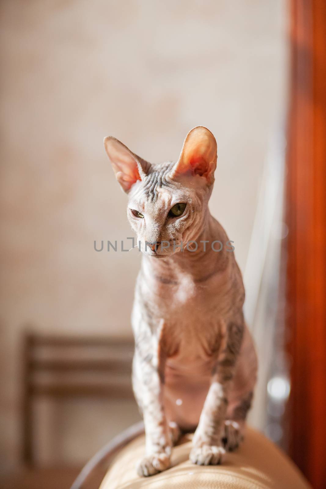 Sphinx cat sitting on a couch. Hairless pet looks arrogant.