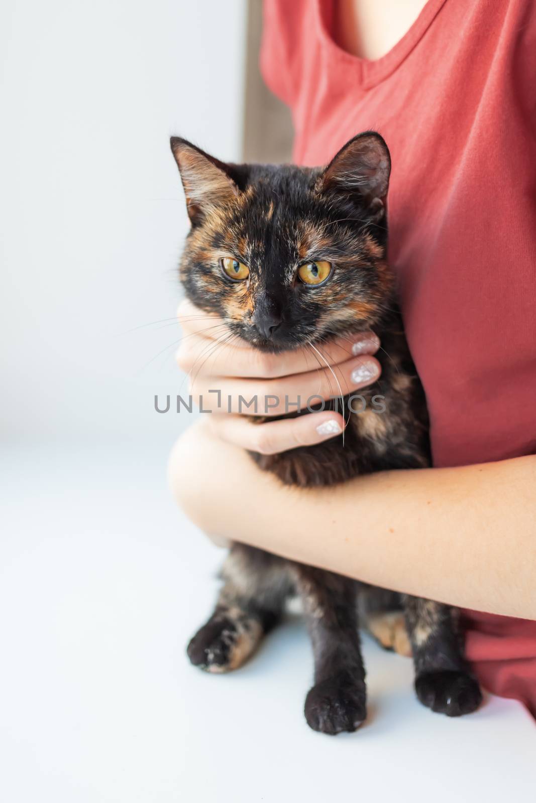 Woman is stroking cute tortoiseshell color. Fluffy pet. Pet adoption of non-pedigreed cat.