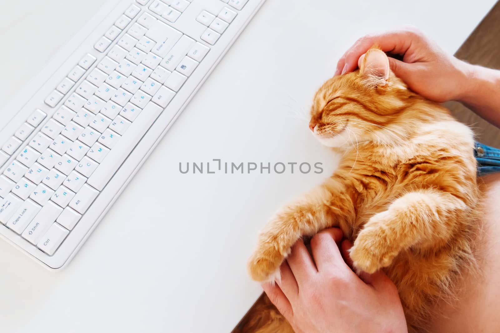 Happy cute ginger cat lying on the desk next to the keyboard. Man strokes smiling pet. Cozy morning at home.