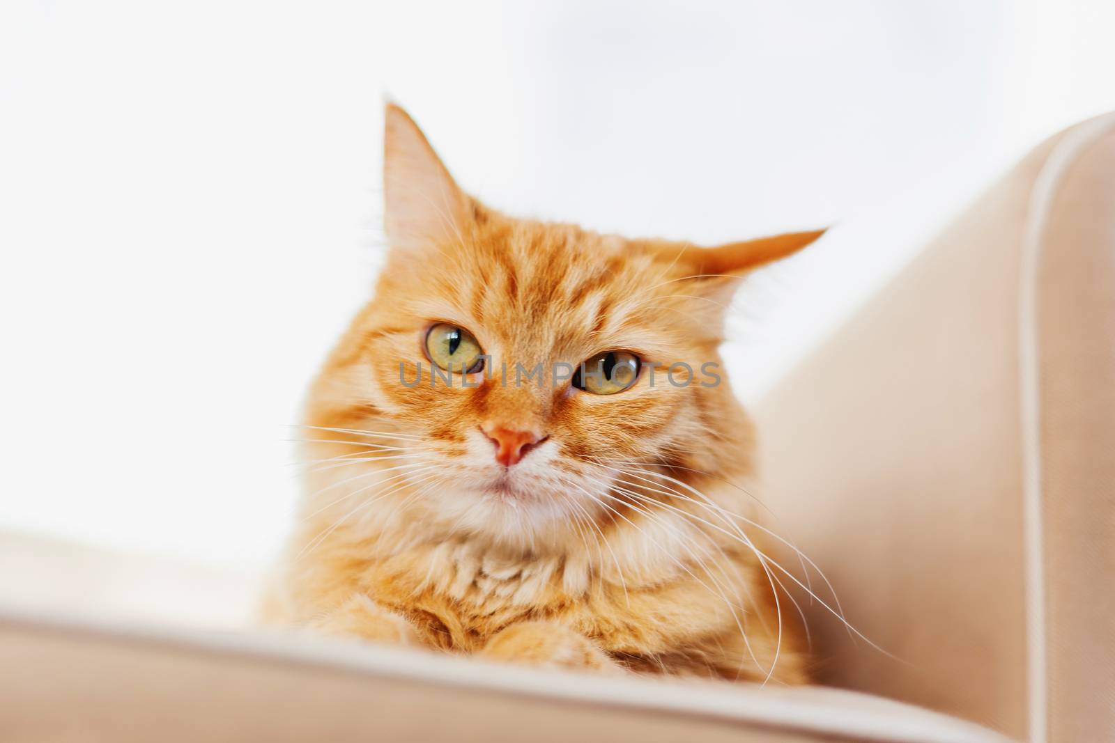 Cute ginger cat lying on couch. Fluffy pet looks sleepy. Cozy home background.