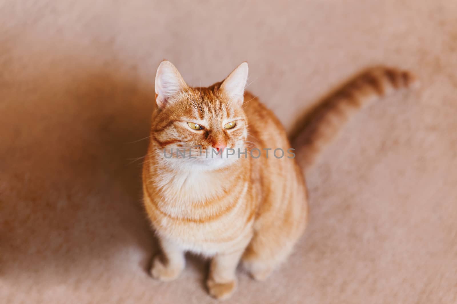 Cute ginger cat sitting on beige carpet. Fluffy tabby pet looking curiously.