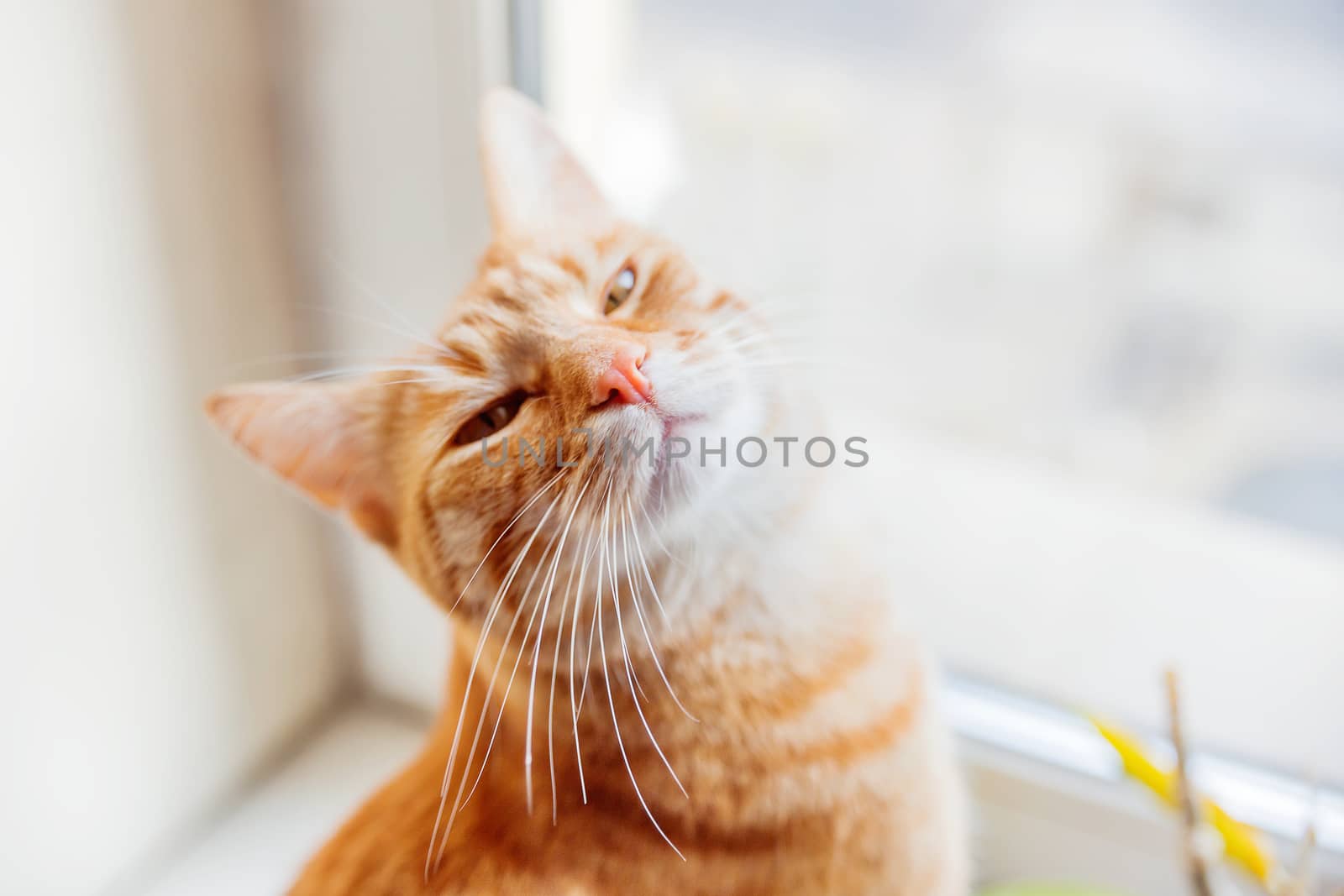 Cute ginger cat sitting on window sill. Cozy home background with domestic fluffy pet.