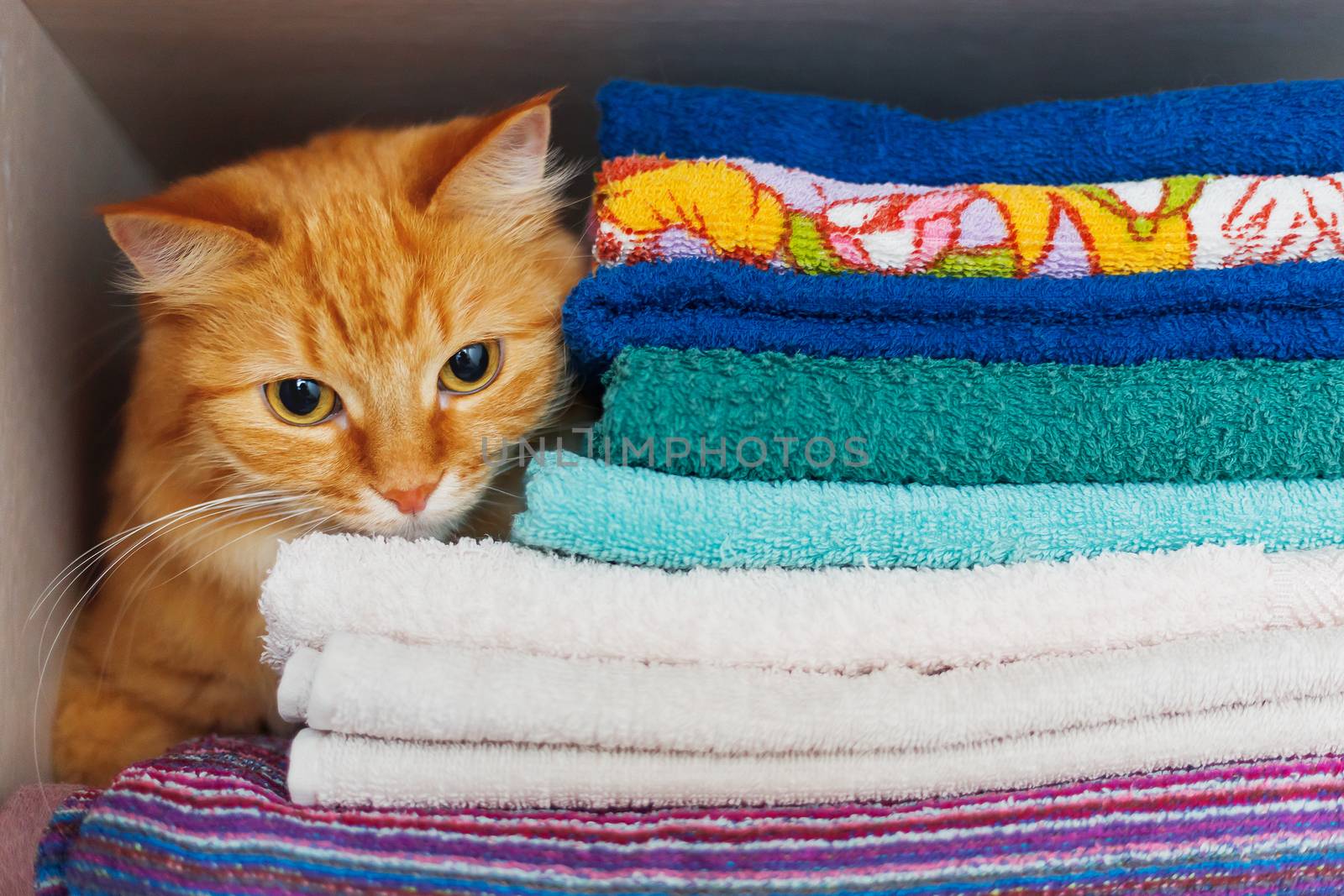 Cute ginger cat hides in a pile of towels. Fluffy pet with wary eyes tried to sleep in forbidden place - wardrobe with clean and ironed clothes and towels.
