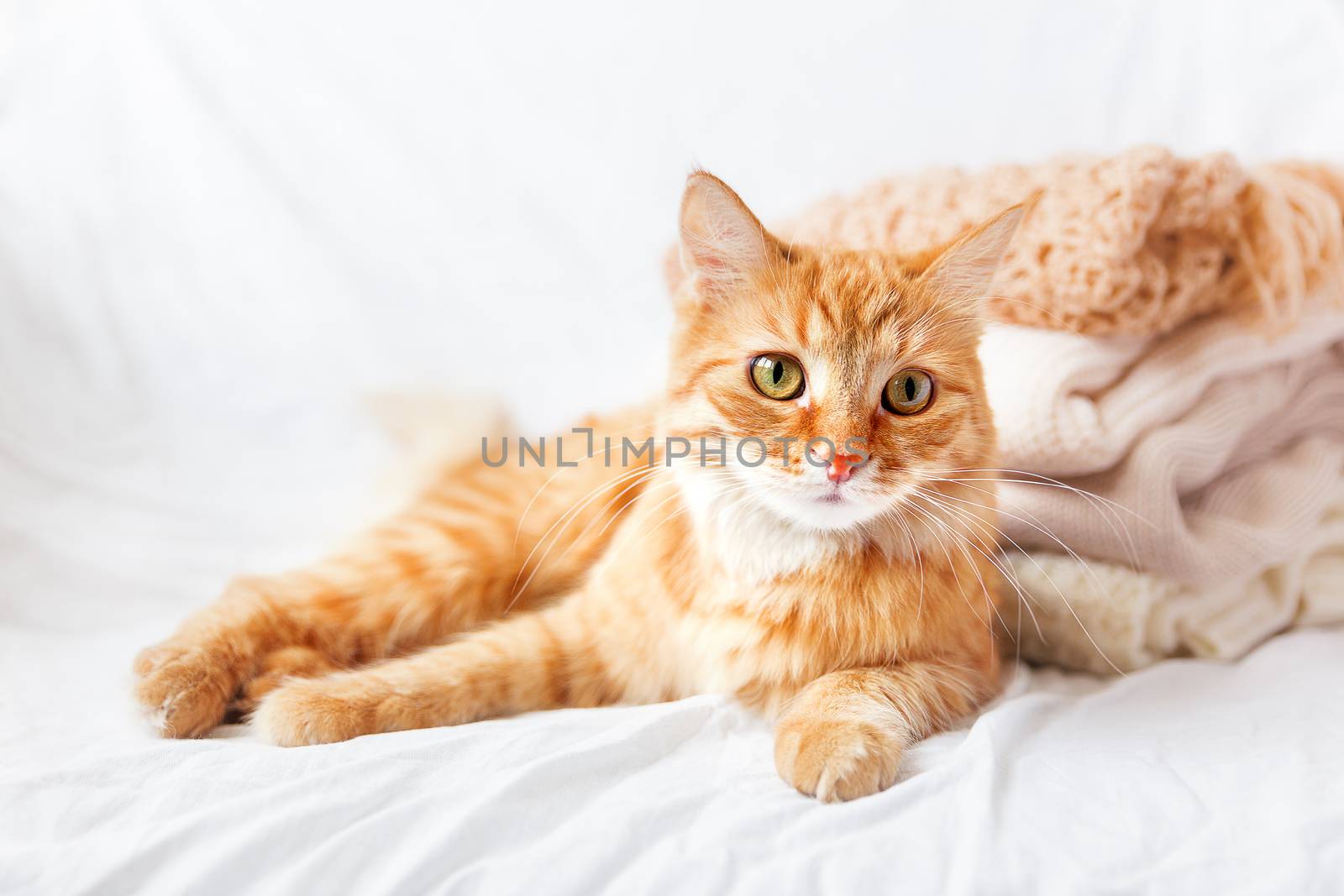 Ginger cat lies near a pile of beige woolen clothes on a white background. Warm knitted sweaters and scarfs are folded in one heap.