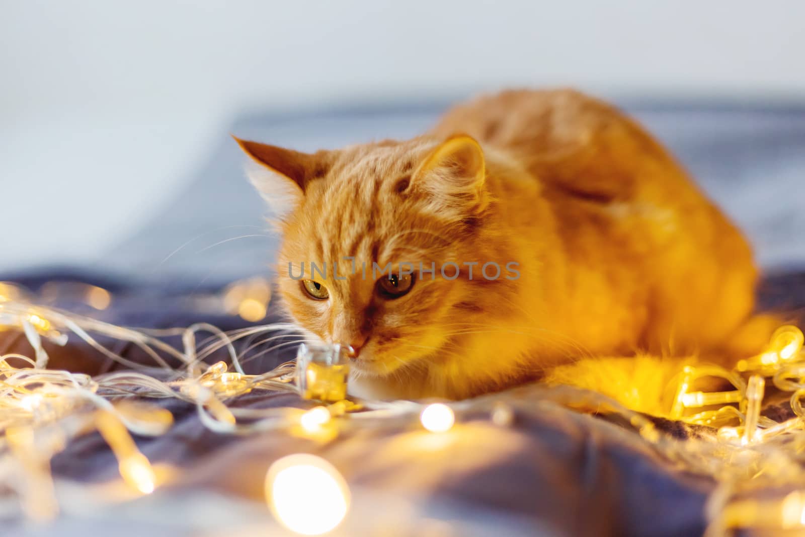 Cute ginger cat shiffing shining light bulbs. Fluffy pet looks curiously. Cozy home holiday background.