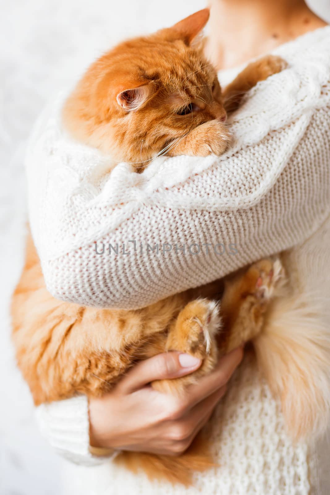 Woman in knitted sweater holding dozing ginger cat.