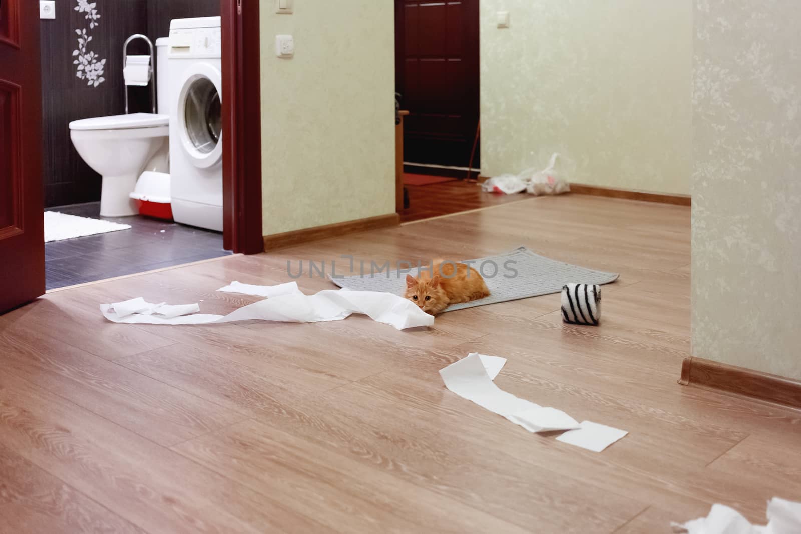 Cute ginger cat was playing with toilet paper. Fluffy pet looking scared and waiting for punishment.