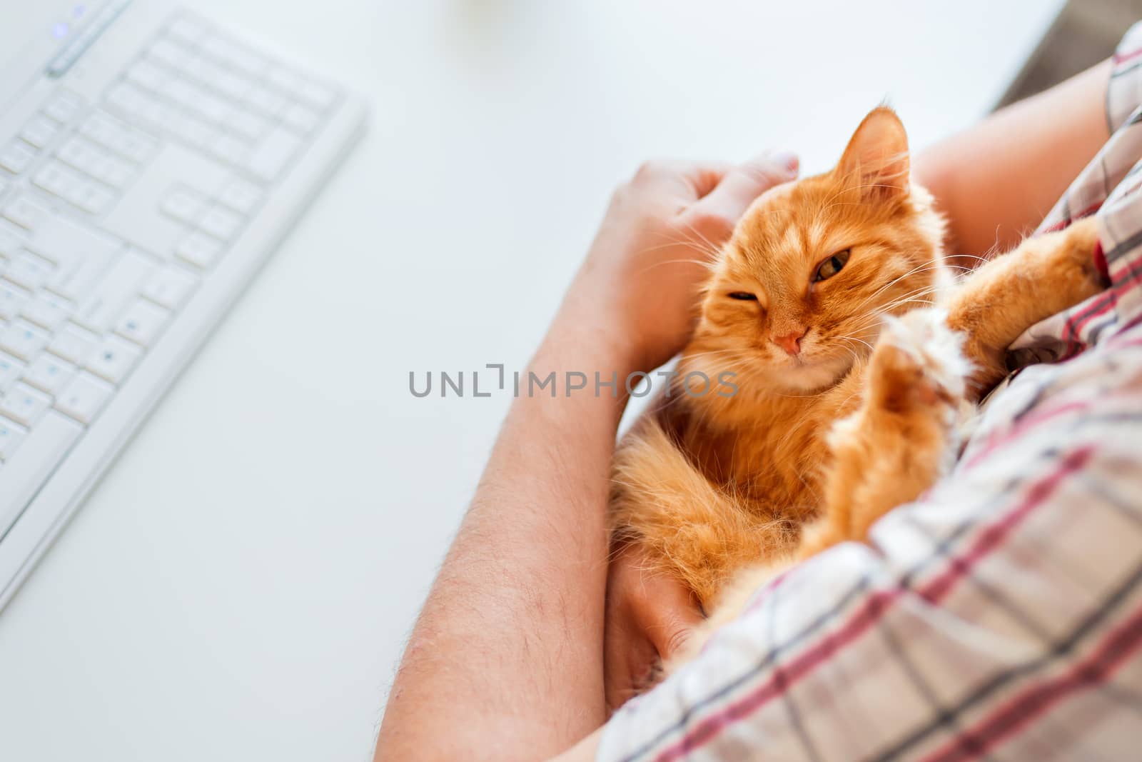 Happy cute ginger cat lying on the desk next to the keyboard. Man strokes sleeping pet. Cozy morning at home.